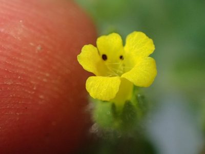 Mimetanthe pilosa, photographed by George Williams