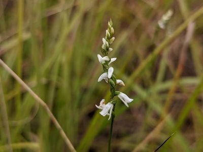 Spiranthes tuberosa, photographed by Elias