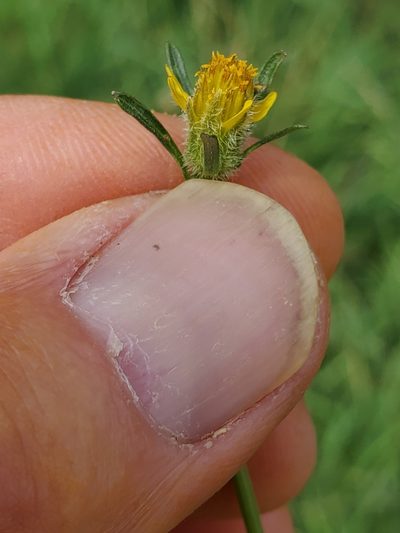 Bidens tenuisecta, photographed by Craig Martin