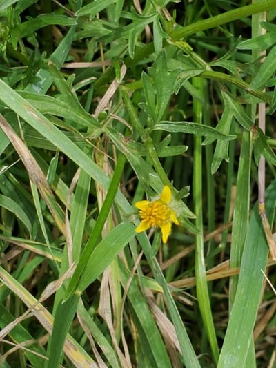 Bidens tenuisecta, photographed by Craig Martin
