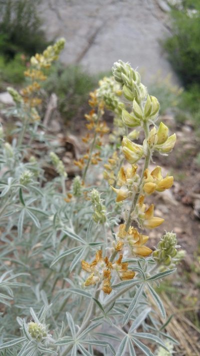 Lupinus padre-crowleyi, photographed by Peter Brastow