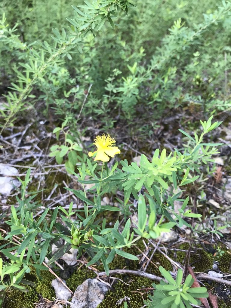 Hypericum dolabriforme, photographed by Evelyn Davis
