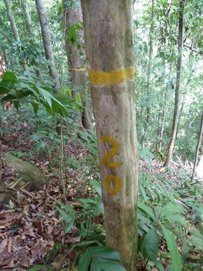 Amphitecna isthmica, photographed by Eduardo Chacón Madrigal