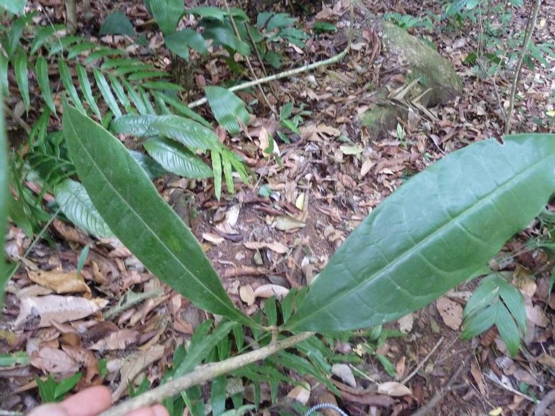 Amphitecna isthmica, photographed by Eduardo Chacón Madrigal