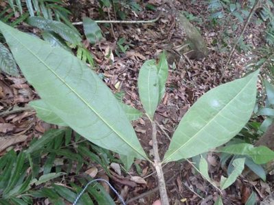 Amphitecna isthmica, photographed by Eduardo Chacón Madrigal