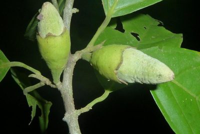 Quararibea asterolepis, photographed by Eduardo Chacón Madrigal