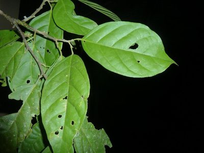 Quararibea asterolepis, photographed by Eduardo Chacón Madrigal