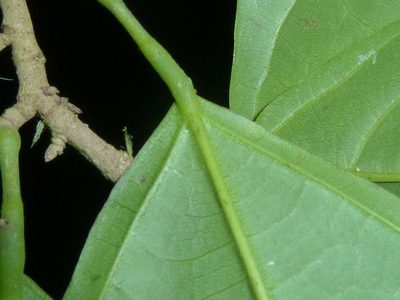 Quararibea asterolepis, photographed by Eduardo Chacón Madrigal