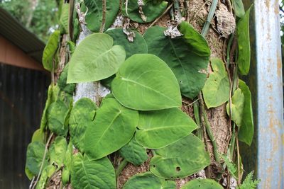 Monstera dubia, photographed by Jake Rehage