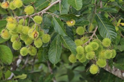 Nephelium lappaceum, photographed by Jake Rehage