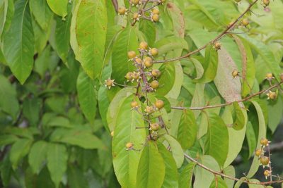 Lagerstroemia speciosa, photographed by Jake Rehage