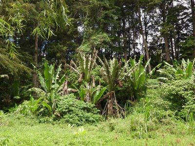 Ensete ventricosum, photographed by Grete Pasch