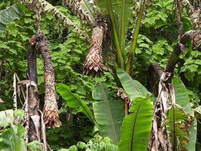 Ensete ventricosum, photographed by Grete Pasch