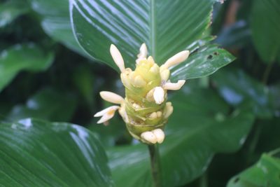 Goeppertia marantifolia, photographed by Jake Rehage