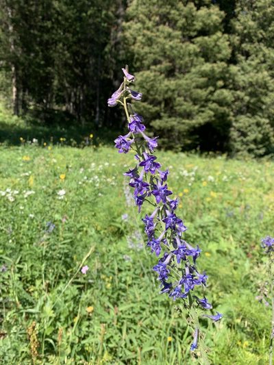 Delphinium occidentale, photographed by Whitney Brook Matson