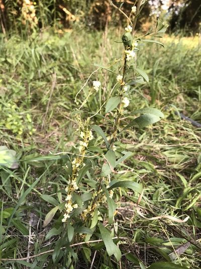 Cuscuta rostrata, photographed by Evelyn Davis