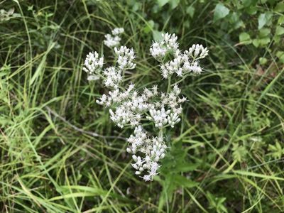 Eupatorium pilosum, photographed by Peter Jacobson