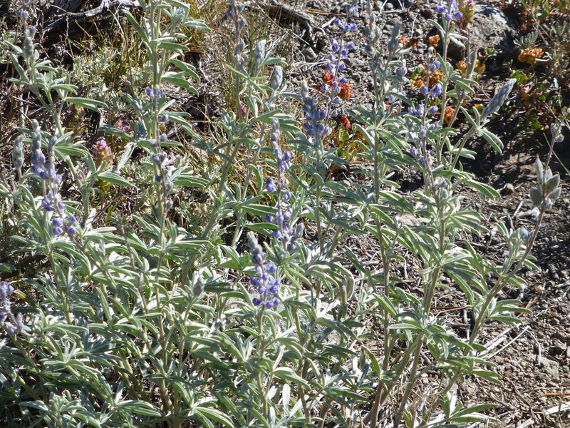 Lupinus meionanthus, photographed by Steve Woodward