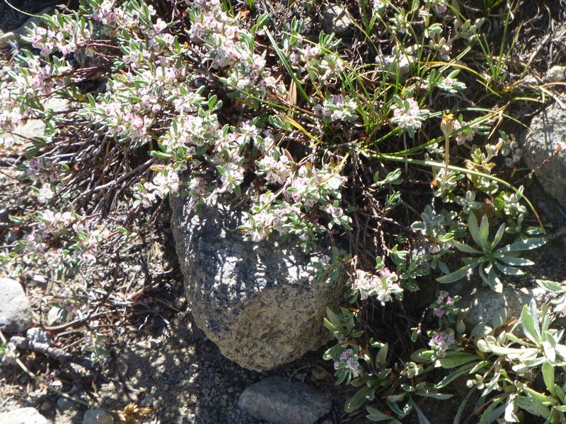Polygonum shastense, photographed by Steve Woodward