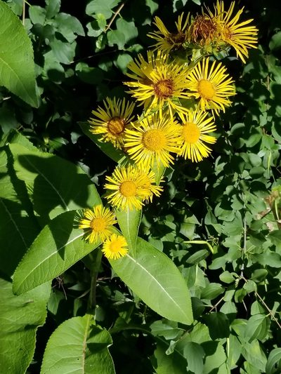 Inula racemosa, photographed by Hume Douglas