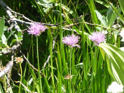 Allium validum, photographed by Steve Woodward