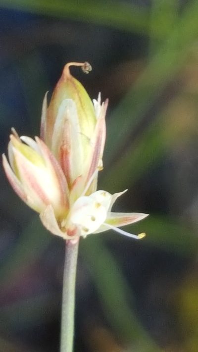 Juncus stygius, photographed by Norma Malinowski