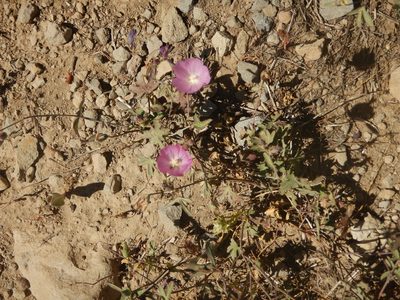 Sidalcea glaucescens, photographed by stinger