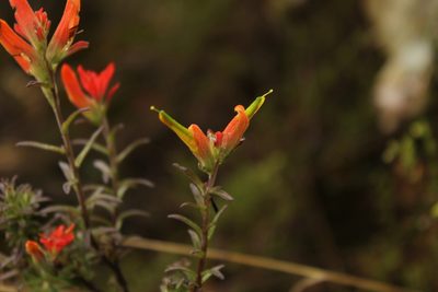 Castilleja integrifolia, photographed by Andrés Ramírez-Barrera