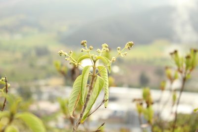 Lippia hirsuta, photographed by Andrés Ramírez-Barrera