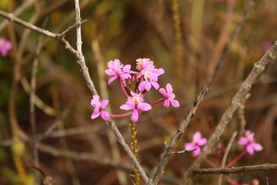 Epidendrum arachnoglossum, photographed by Andrés Ramírez-Barrera