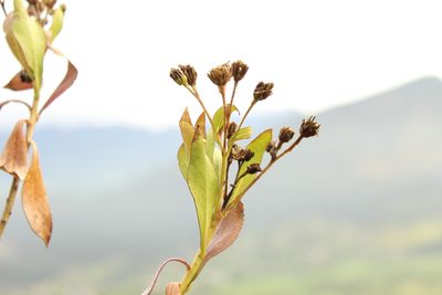 Verbesina centroboyacana, photographed by Andrés Ramírez-Barrera