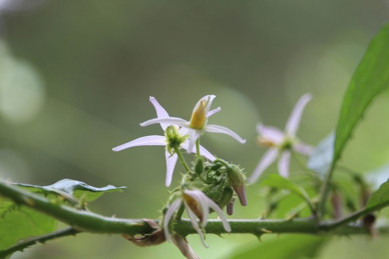 Solanum volubile, photographed by Jake Rehage