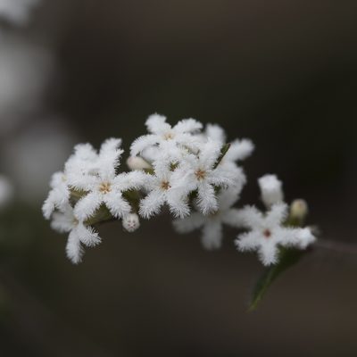 Leucopogon concurvus, photographed by Kym Nicolson