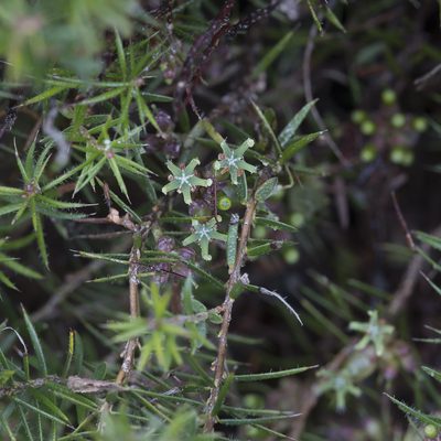 Acrotriche serrulata, photographed by Kym Nicolson