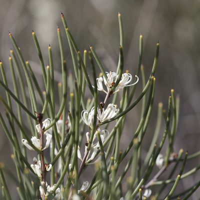 Hakea rostrata, photographed by Kym Nicolson