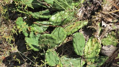 Opuntia mesacantha, photographed by yajapin