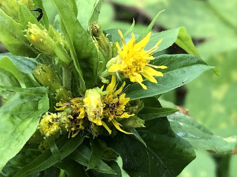 Solidago macrophylla, photographed by dugald