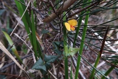 Bossiaea triangularis, photographed by Cowirrie