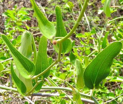 Smilax spinosa, photographed by Francisco Farriols Sarabia