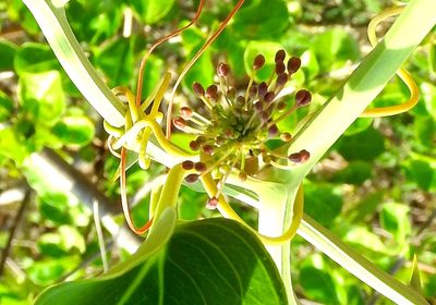 Smilax spinosa, photographed by Francisco Farriols Sarabia