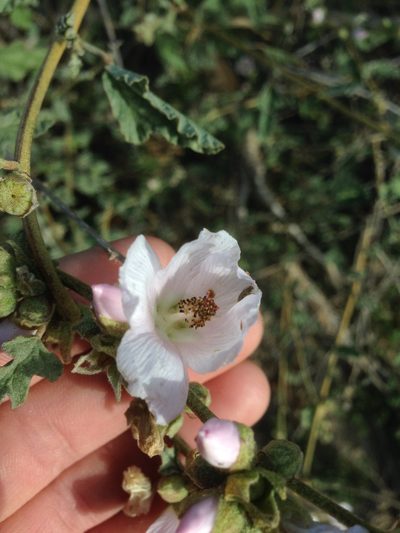 Sphaeralcea fulva, photographed by Adam J. Searcy