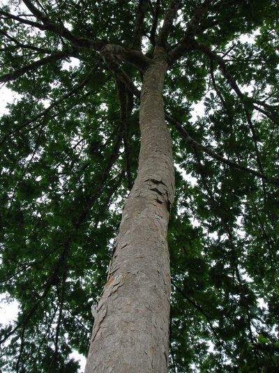 Parkia pendula, photographed by Eduardo Chacón Madrigal