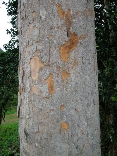 Parkia pendula, photographed by Eduardo Chacón Madrigal