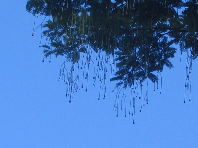 Parkia pendula, photographed by Eduardo Chacón Madrigal