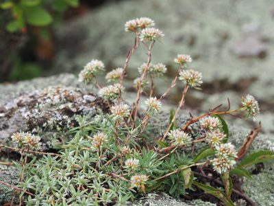 Paronychia argyrocoma, photographed by Clay Gibbons