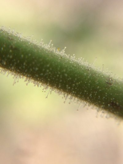 Amauria rotundifolia, photographed by Adam J. Searcy