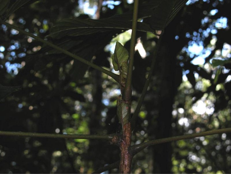 Tachigali versicolor, photographed by Eduardo Chacón Madrigal