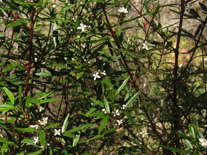 Zieria hindii, photographed by Samuel Frankel