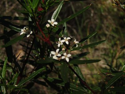 Zieria hindii, photographed by Samuel Frankel