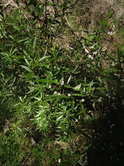 Zieria hindii, photographed by Samuel Frankel